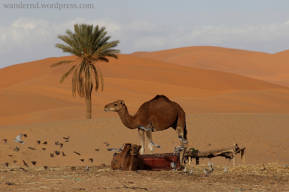 am Erg Chebbi, der größten Sanddüne in Marokko