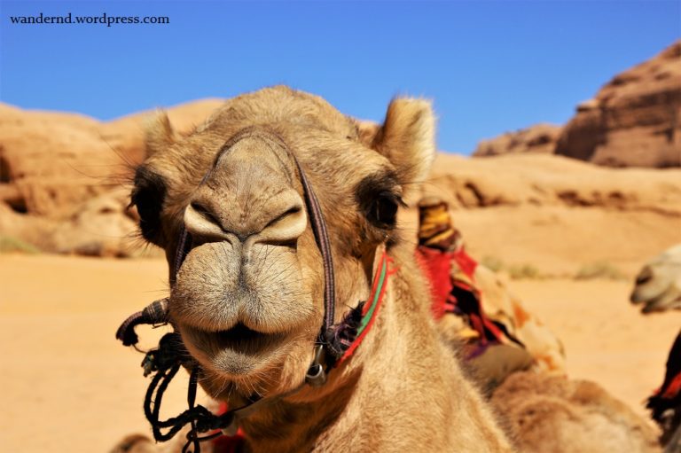 Die Gabe Gottes Das Kamel Kameltrekking im Wadi Rum, Jordanien