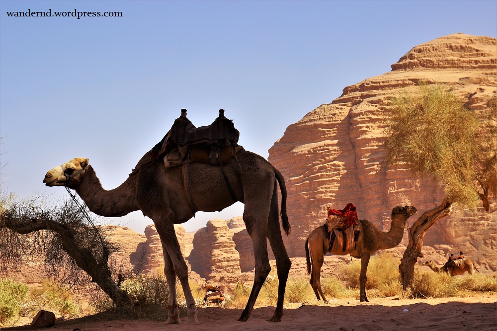 Die Gabe Gottes Das Kamel Kameltrekking Im Wadi Rum Jordanien