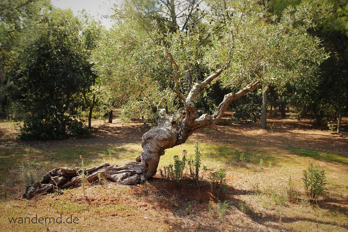Rundreise durch Apulien: In einem Olivenhain