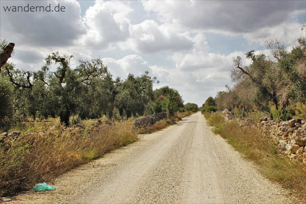Rundreise durch Apulien: Einsame Straße durch einen Olivenhain