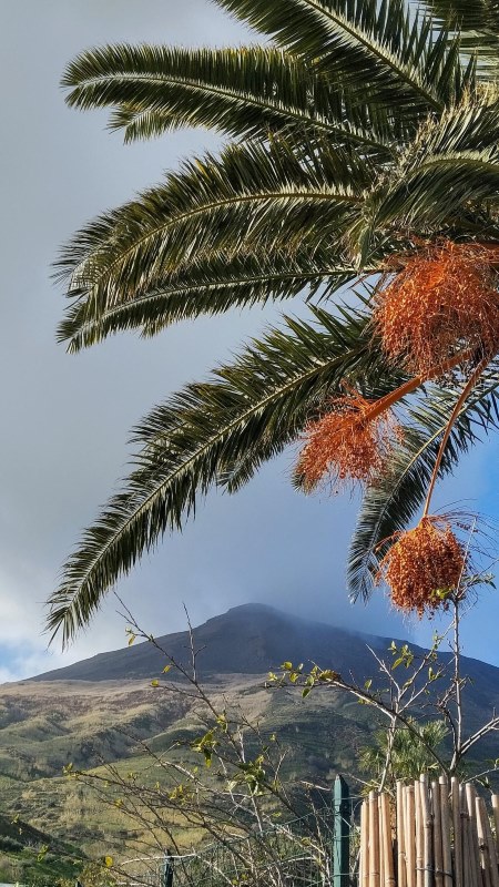 Weihnachten auf Stromboli: Tannenbäume gibt es nicht, aber Dattelpalmen. Und natürlich den alles dominierenden Vulkan.