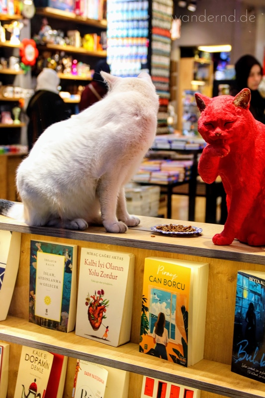 Katzen in Istanbul: Fütterung mitten im Schaufenster