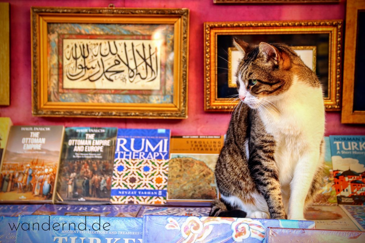 Katze in Istanbul auf dem Bücherbasar